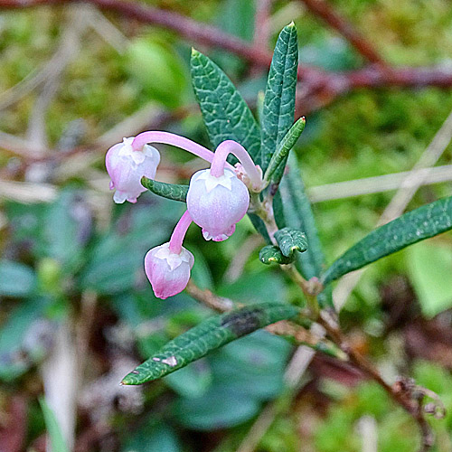 Rosmarinheide / Andromeda polifolia