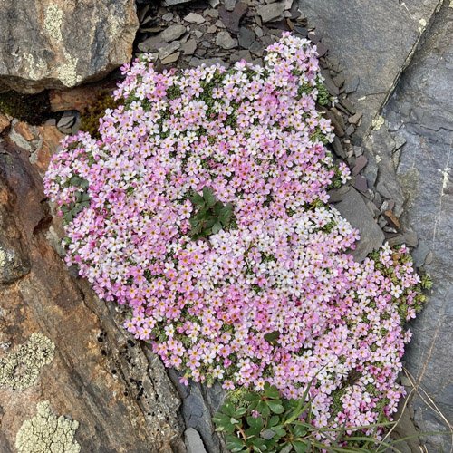 Alpen-Mannsschild / Androsace alpina