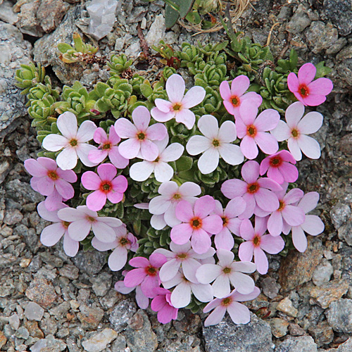 Alpen-Mannsschild / Androsace alpina