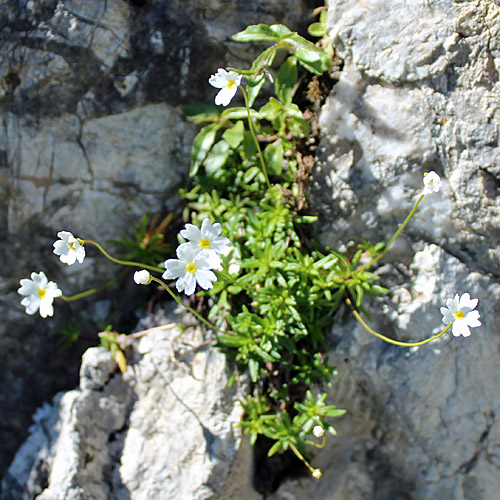 Milchweisser Mannsschild / Androsace lactea