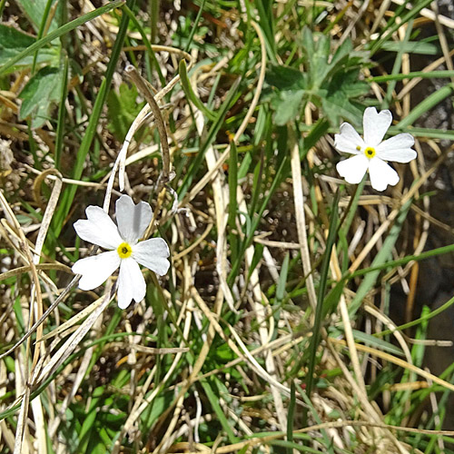 Milchweisser Mannsschild / Androsace lactea