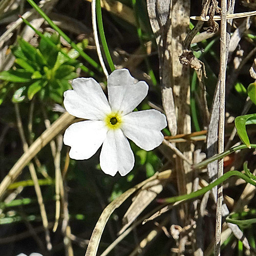 Milchweisser Mannsschild / Androsace lactea