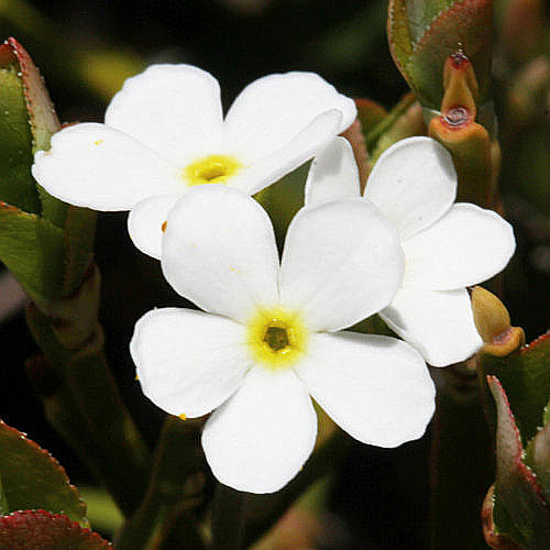 Stumpfblättriger Mannsschild / Androsace obtusifolia