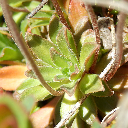 Stumpfblättriger Mannsschild / Androsace obtusifolia