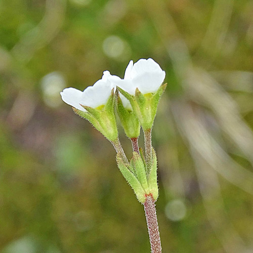 Stumpfblättriger Mannsschild / Androsace obtusifolia