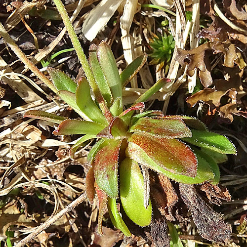 Stumpfblättriger Mannsschild / Androsace obtusifolia