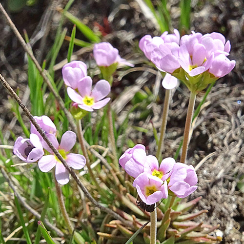 Fleischroter Mannsschild / Androsace puberula