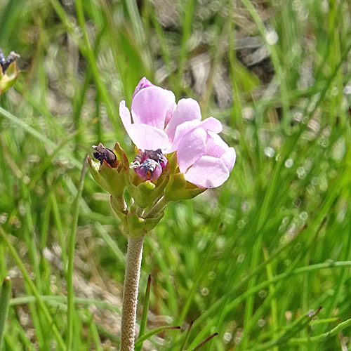 Fleischroter Mannsschild / Androsace puberula