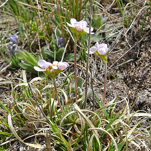 Fleischroter Mannsschild / Androsace puberula