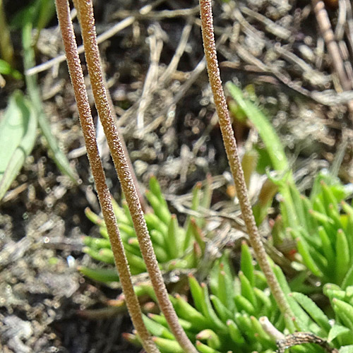 Fleischroter Mannsschild / Androsace puberula