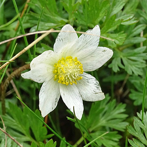 Monte Baldo-Windröschen / Anemone baldensis