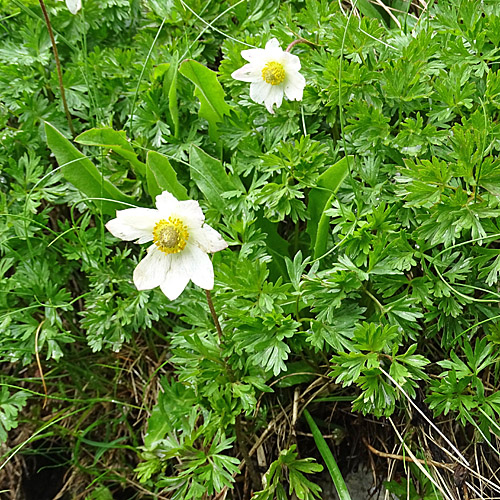 Monte Baldo-Windröschen / Anemone baldensis