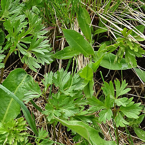 Monte Baldo-Windröschen / Anemone baldensis