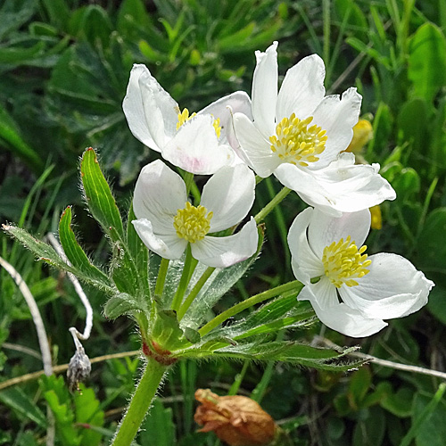 Narzissen-Windröschen / Anemone narcissiflora