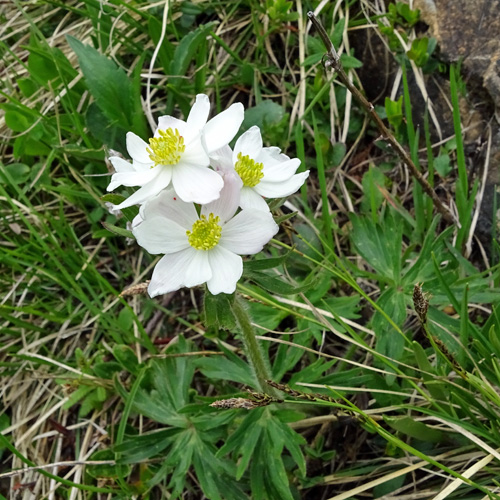 Narzissen-Windröschen / Anemone narcissiflora