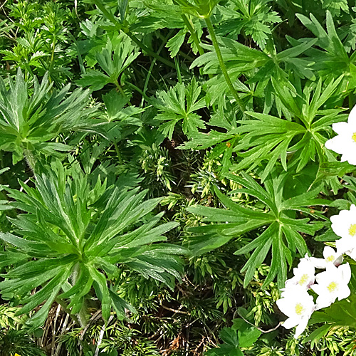 Narzissen-Windröschen / Anemone narcissiflora