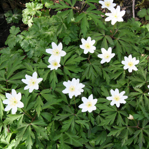 Busch-Windröschen / Anemone nemorosa