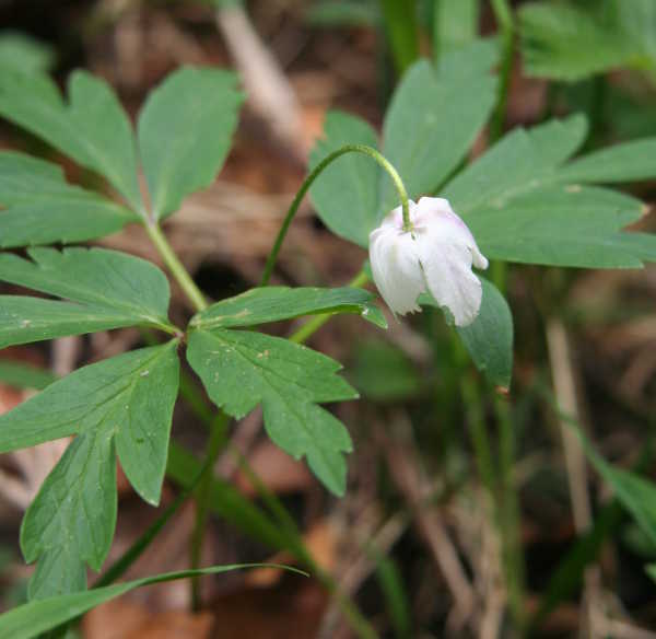 Busch-Windröschen / Anemone nemorosa