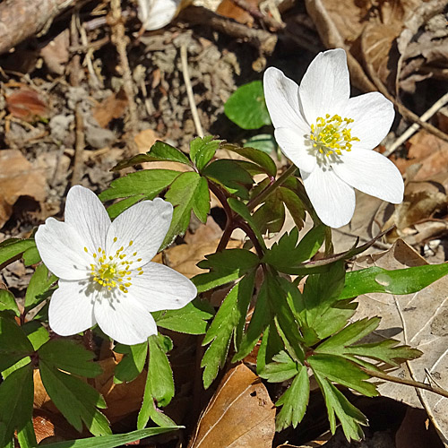 Busch-Windröschen / Anemone nemorosa