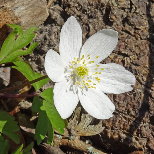 Busch-Windröschen / Anemone nemorosa