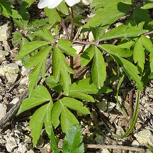 Busch-Windröschen / Anemone nemorosa