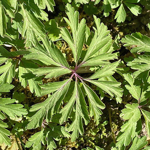 Gelbes Windröschen / Anemone ranunculoides