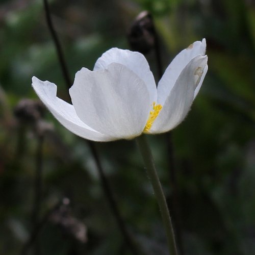 Hügel-Windröschen / Anemone sylvestris