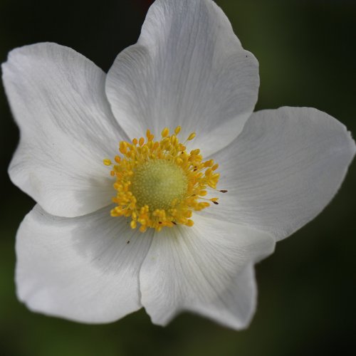 Hügel-Windröschen / Anemone sylvestris