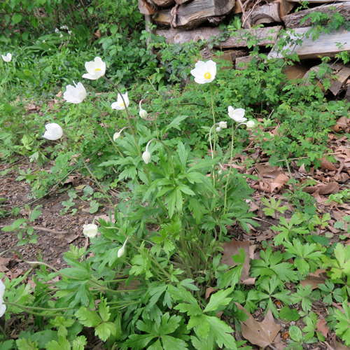 Hügel-Windröschen / Anemone sylvestris