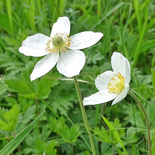 Hügel-Windröschen / Anemone sylvestris