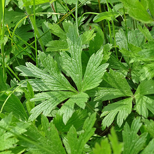 Hügel-Windröschen / Anemone sylvestris