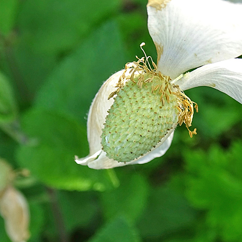 Hügel-Windröschen / Anemone sylvestris