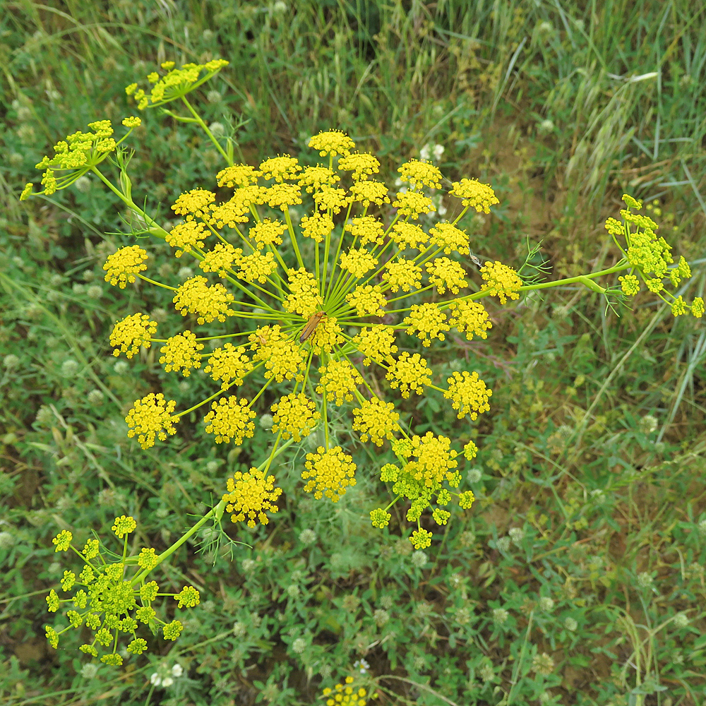 Dill / Anethum graveolens (Foto: ©Christian Kaderli) Dill / Anethum graveolens