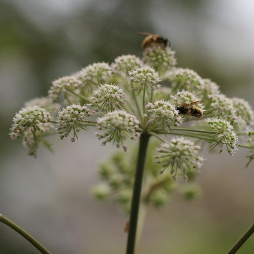 Wilde Brustwurz / Angelica sylvestris