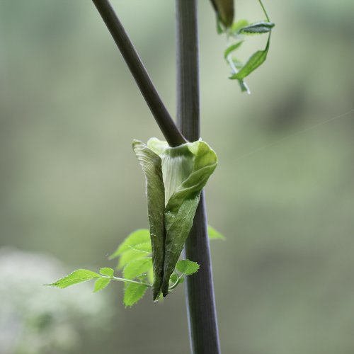 Wilde Brustwurz / Angelica sylvestris