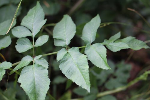 Wilde Brustwurz / Angelica sylvestris