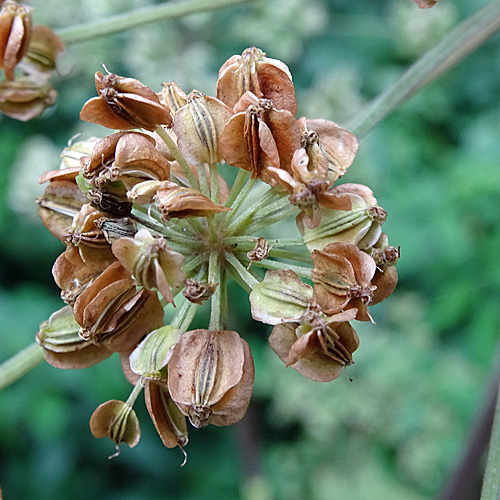 Wilde Brustwurz / Angelica sylvestris