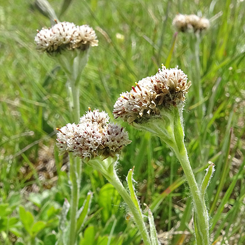 Karpaten-Katzenpfötchen / Antennaria carpatica