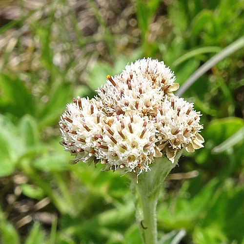 Karpaten-Katzenpfötchen / Antennaria carpatica