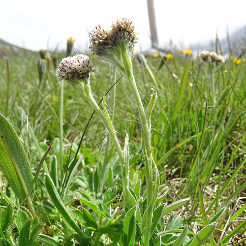 Karpaten-Katzenpfötchen / Antennaria carpatica