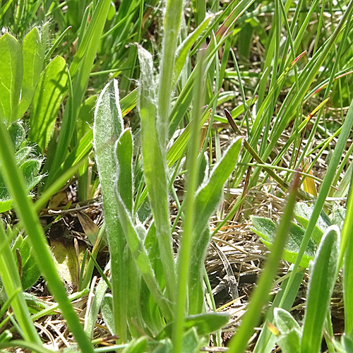 Karpaten-Katzenpfötchen / Antennaria carpatica