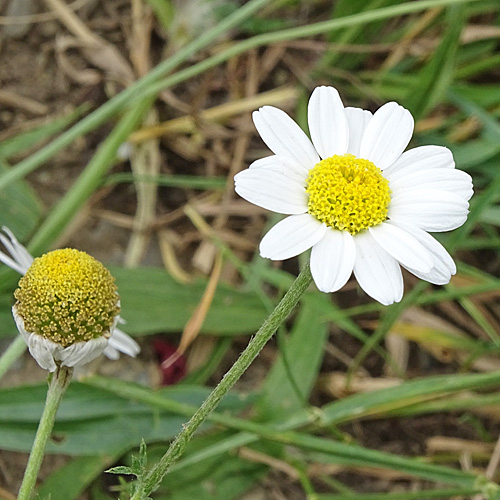 Acker-Hundskamille / Anthemis arvensis