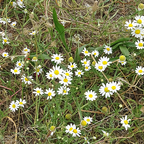 Acker-Hundskamille / Anthemis arvensis