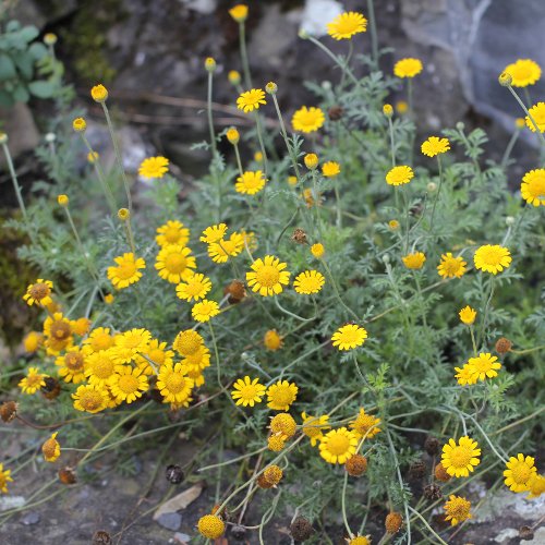 Färber-Hundskamille / Anthemis tinctoria