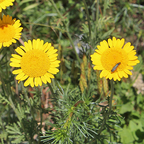 Färber-Hundskamille / Anthemis tinctoria