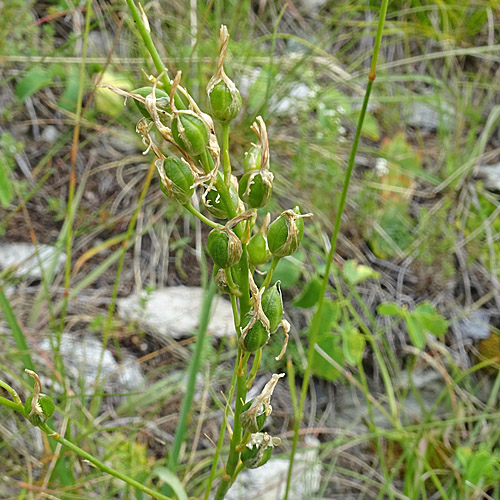 Astlose Graslilie / Anthericum liliago