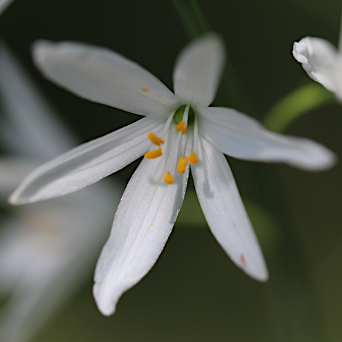 Astlose Graslilie / Anthericum liliago