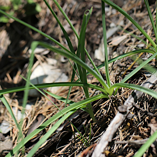 Astlose Graslilie / Anthericum liliago