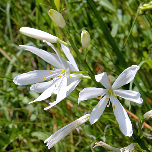 Astlose Graslilie / Anthericum liliago