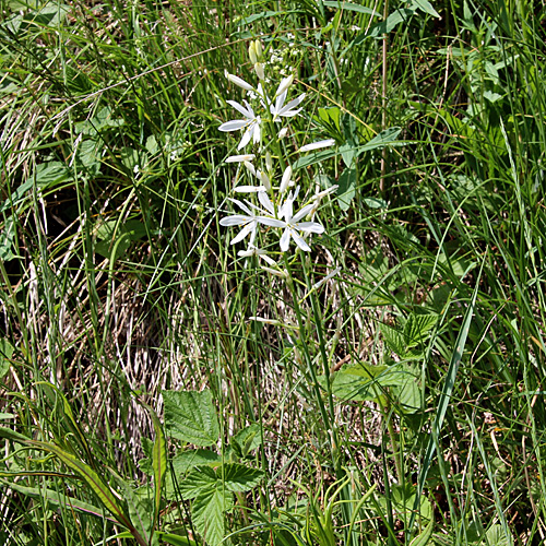 Astlose Graslilie / Anthericum liliago